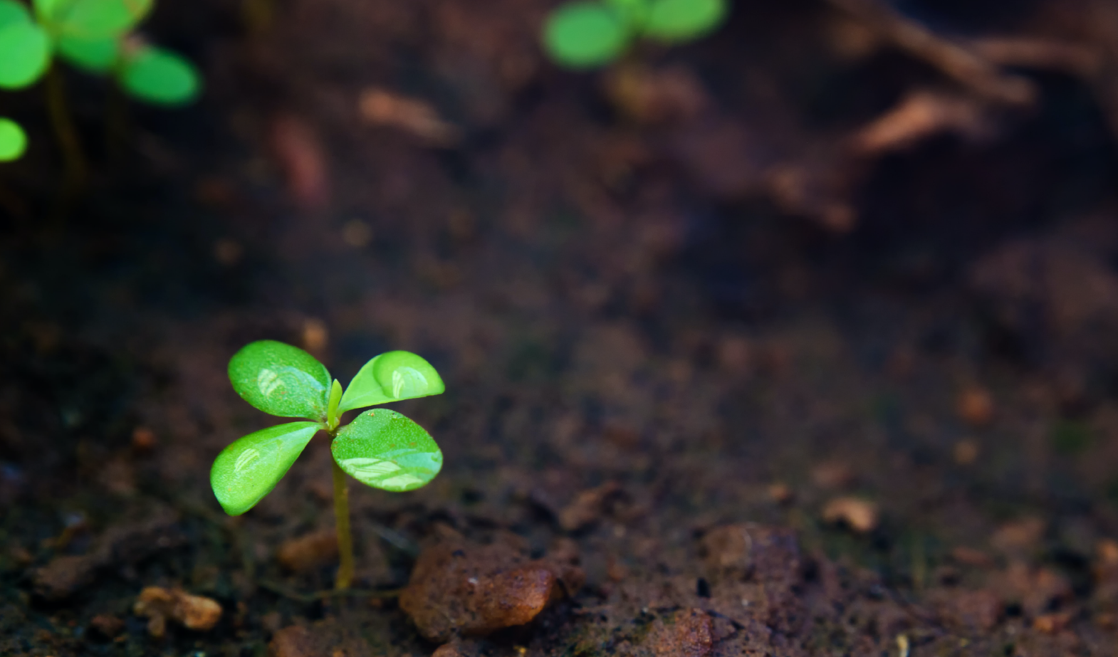 Biochar Benefits as a Feed Additive in Livestock Production