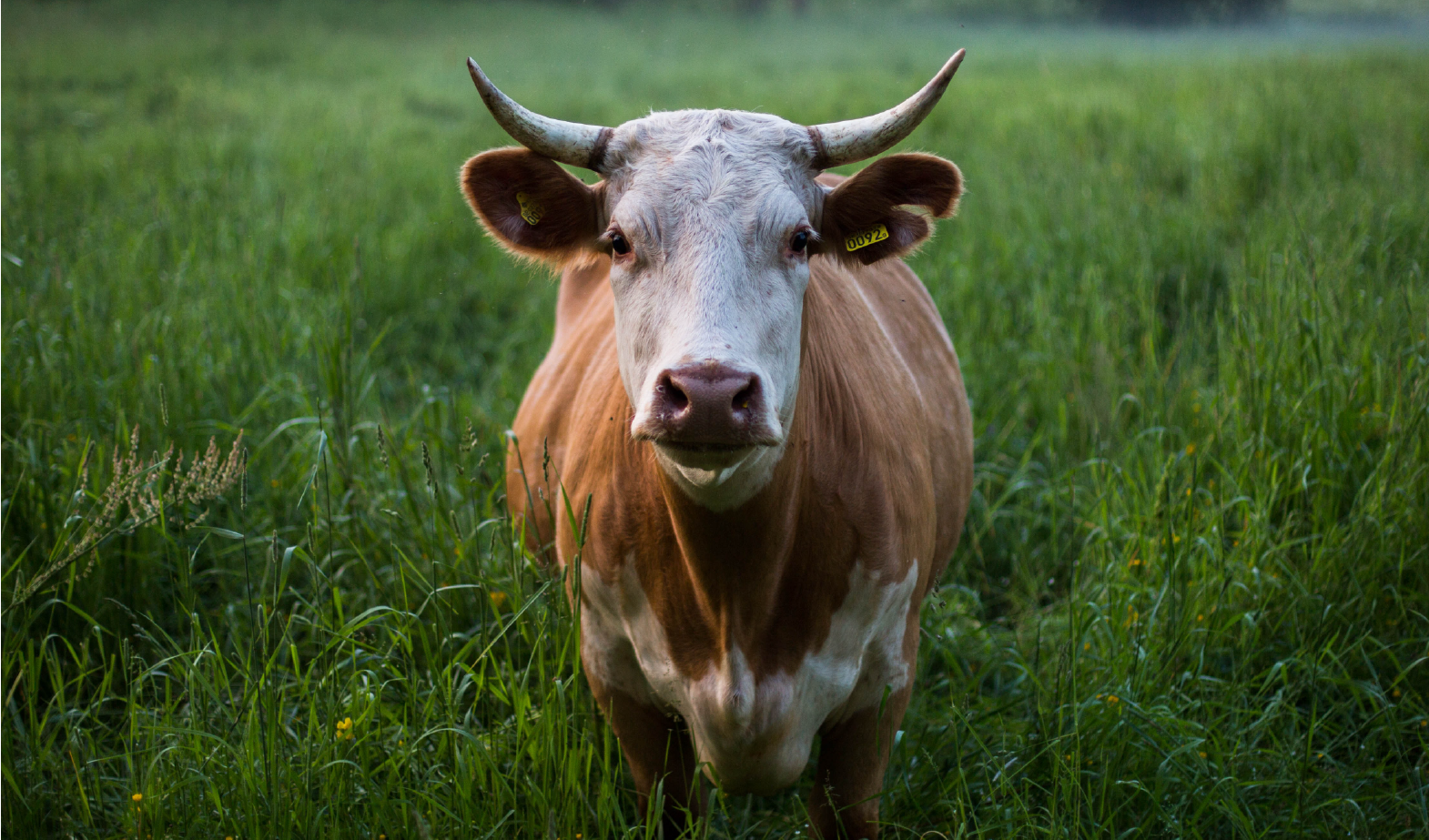 Farms as Environmental Solution Providers